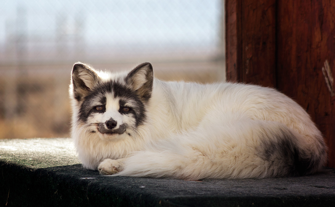 Are marble foxes rare?