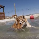 Tigers First Swim at Safe Haven