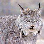 Canadian Lynx at Safe Haven