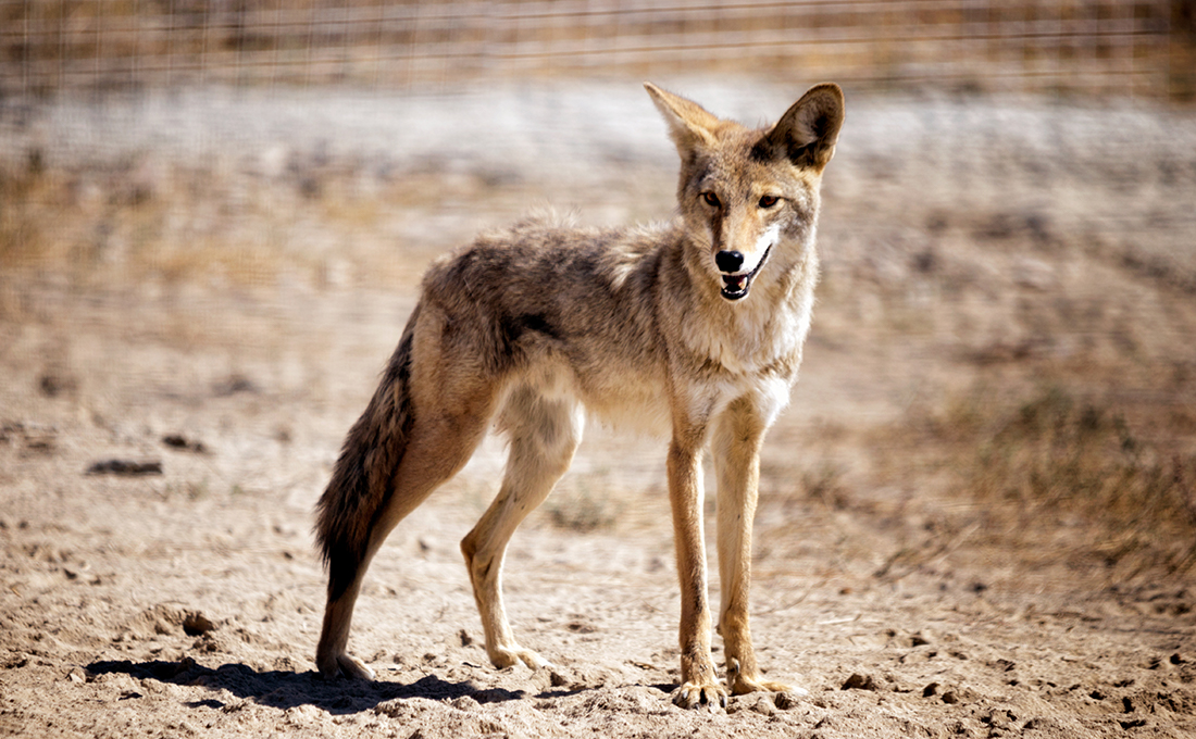 wylie coyote