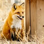 Red Fox at Safe Haven