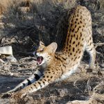 African Serval at Safe Haven