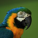 Macaw at Safe Haven