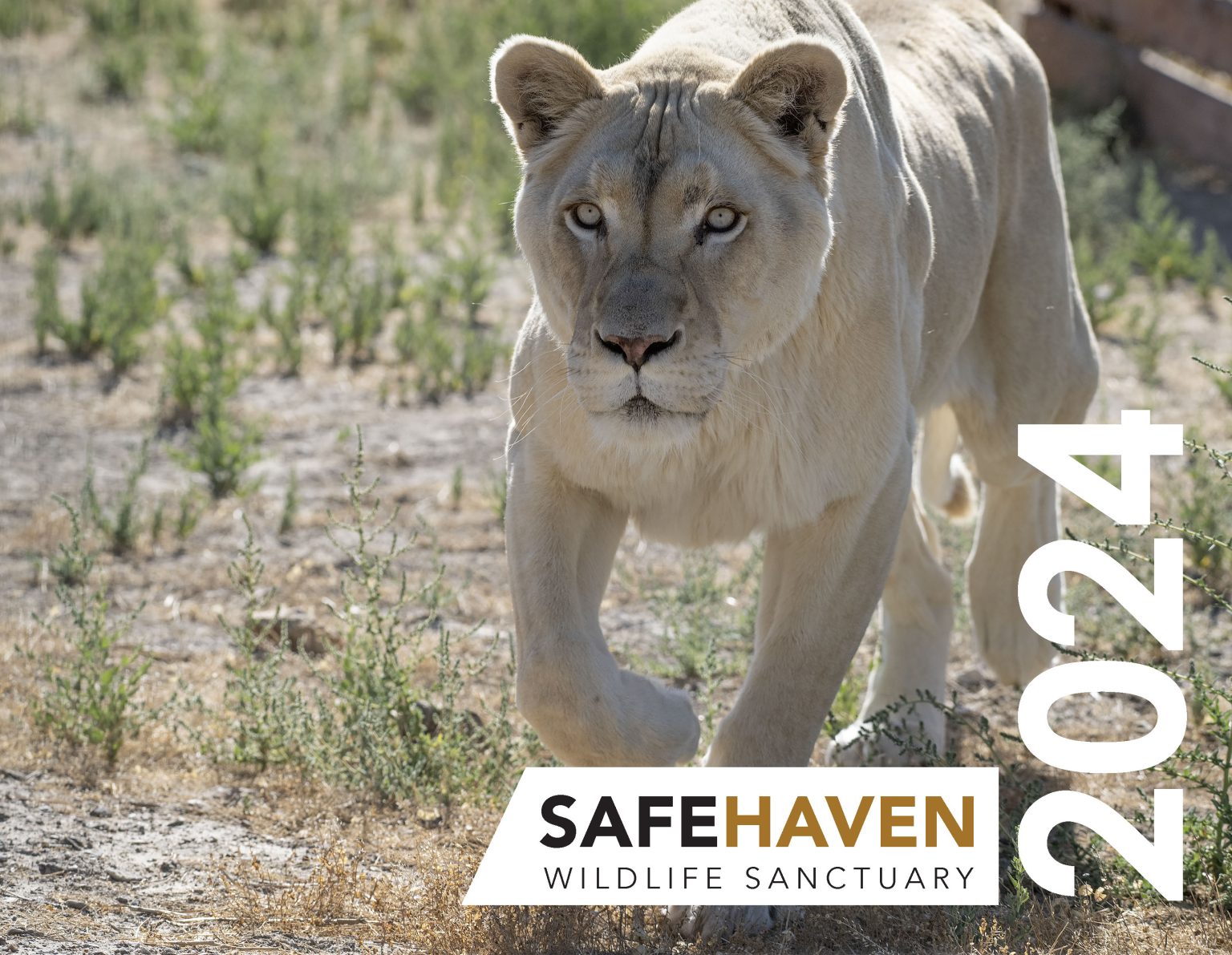 2024 Calendar Safe Haven Wildlife Sanctuary   Safehavencalendar2024 Cover 1536x1191 